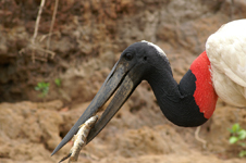 Jabiru d'Amérique